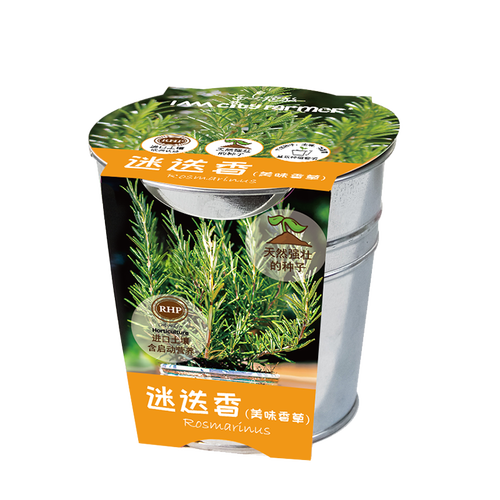 匠心绽放迷迭香迷你香草趣味植物可食用家庭香草种植盆栽