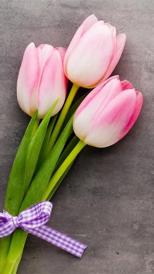 三个粉红色的郁金香,花束,灰色背景 5k
