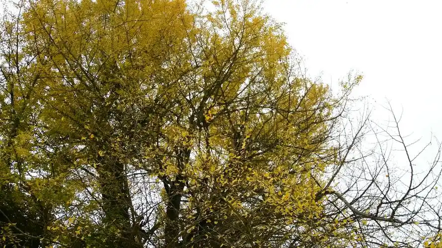 看看风景 夏冬季节的银杏树