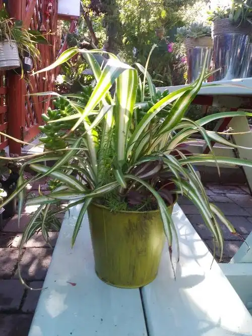 水培吊兰怎么栽培