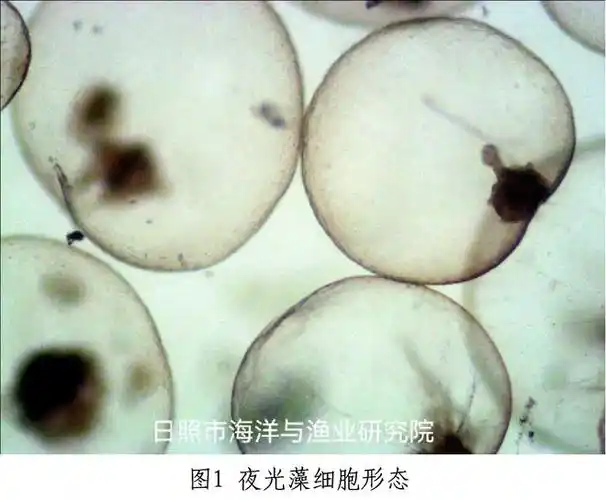 夜光藻大量密集时会形成粉红色赤潮,在夜晚受海浪等