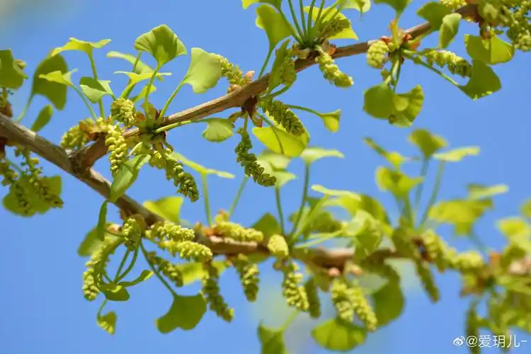 春天银杏树也会开美丽的小花_高清图集_新浪网
