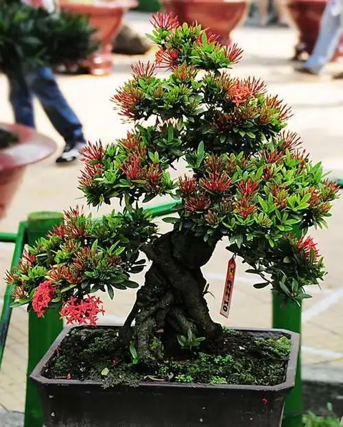 龙船花,四季常绿,花叶秀丽,盆栽要如何管理呢?