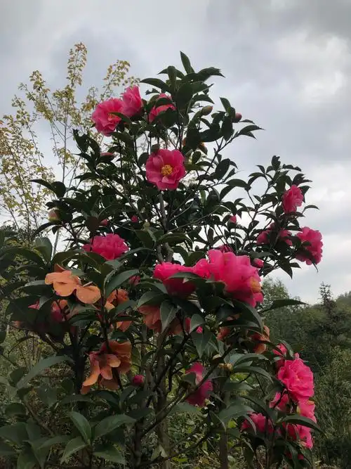 朋友的精品茶花园