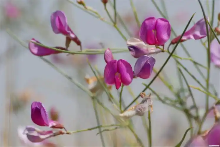 花棒---蒙古岩黄芪