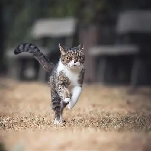 养猫多年才知道,一只猫满屋子"疯跑",是在暗示这些!