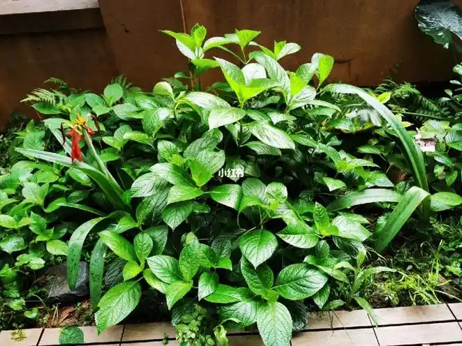 只长叶不开花的绣球