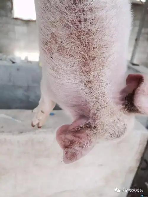 猪有皮肤表现的部分疾病
