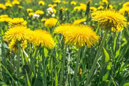 黄色的蒲公英田野, 草地上的花朵照片