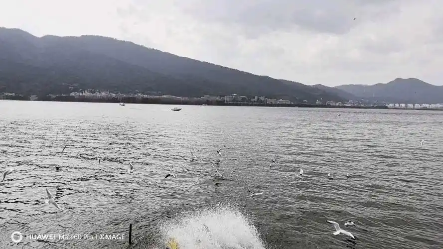 海鸥飞处彩云飞