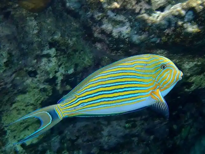 这些都是我们在酒店旁边的海里浮潜拍到的,比出海看到的鱼种类还多.