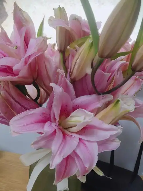 重瓣百合太平盛世