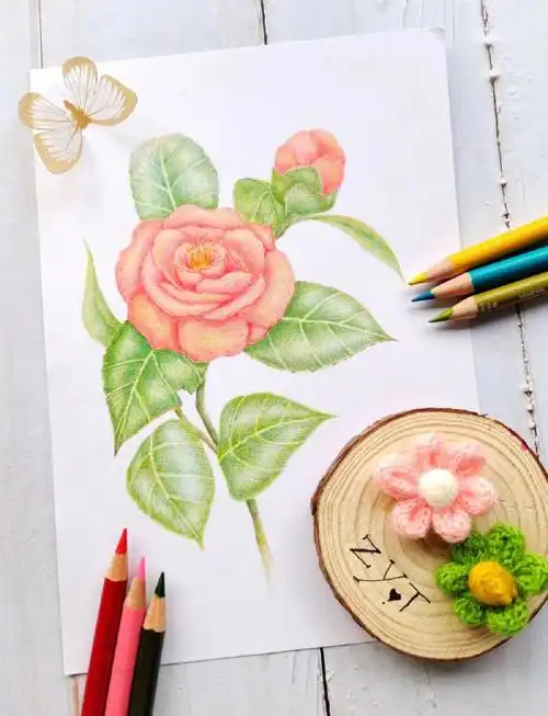 彩铅花卉山茶花线稿色号