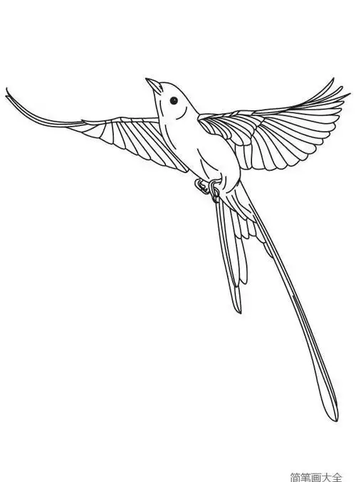 一步一步画杜鹃鸟简笔画教程简单好看可爱的布谷鸟简笔画画法小鸟简笔