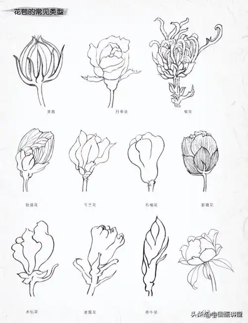 白描玉兰花与桃花画法,简单易上手画(白玉兰花的画法) - 彝家农业网