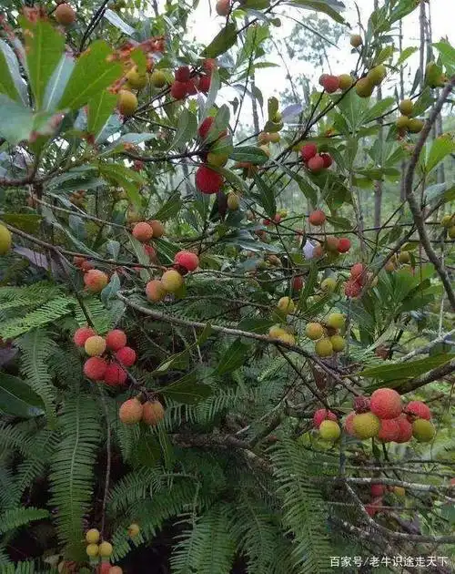 诱人的"十八弯"野生杨梅