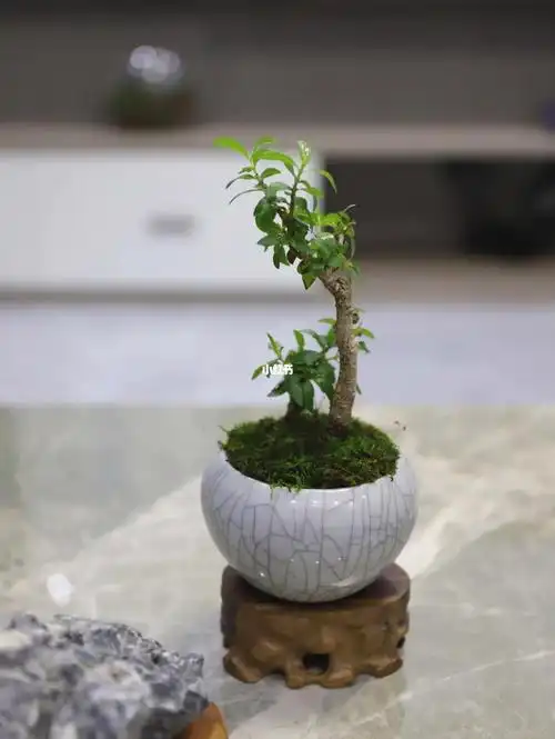 双杆老桩水杨梅