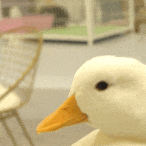 撸鸭,养鸭已成风潮,这届鸭子终于不再只是道菜了_手机搜狐网