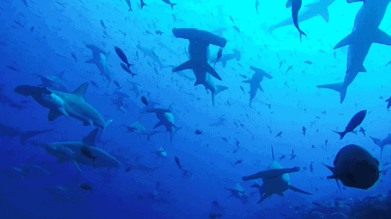 569_320gif 动态图 动图