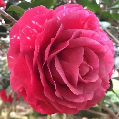 盛生农业四月购进茶花品种