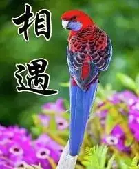 相遇/相知/相契/相依/相守