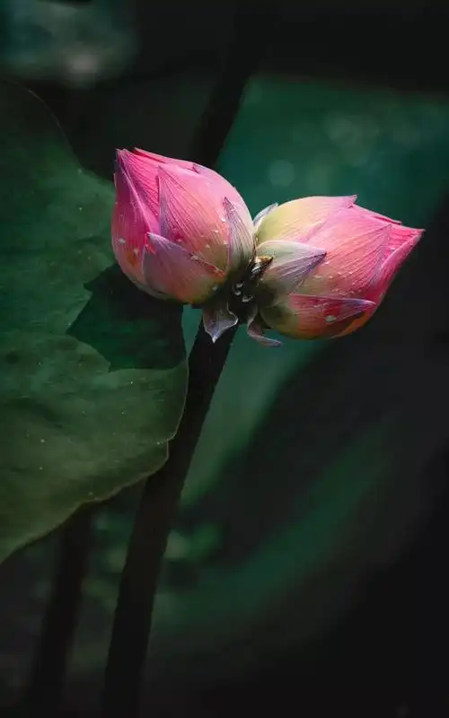 圆明园摄影月赛│7月荷花月赛获奖作品欣赏2019