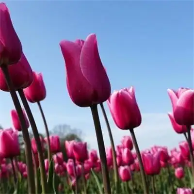 适合做头像的花束唯美头像 2022最招财清新淡雅的微信头像_风景头像