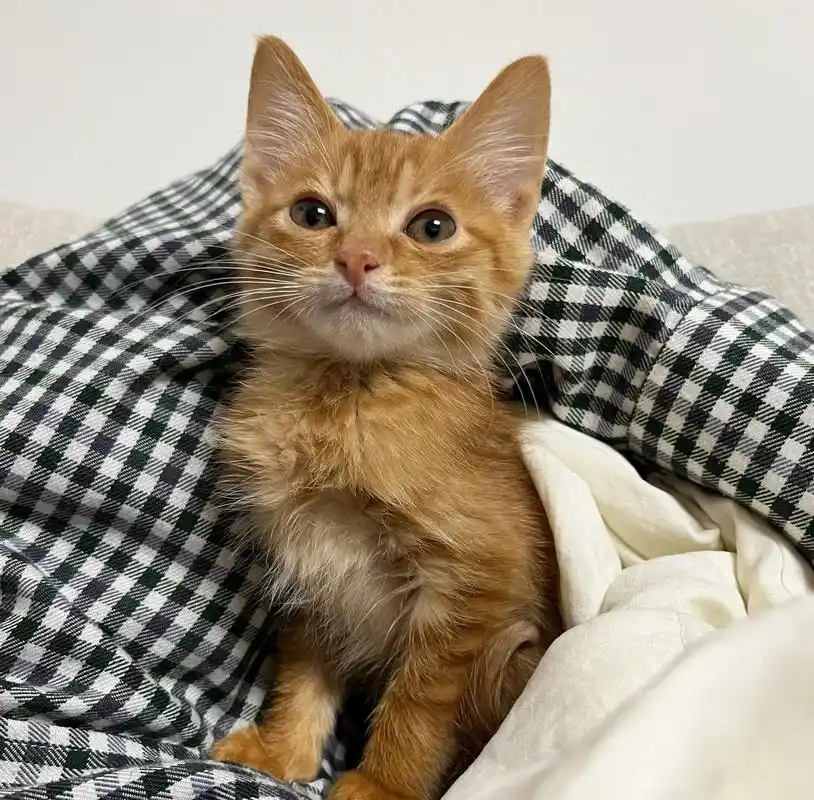 苏州领养|亲人小橘猫 嘤嘤怪 爱贴贴