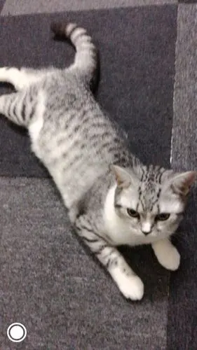 150 上次有个人说是狸花猫什么的,随意发上来问问