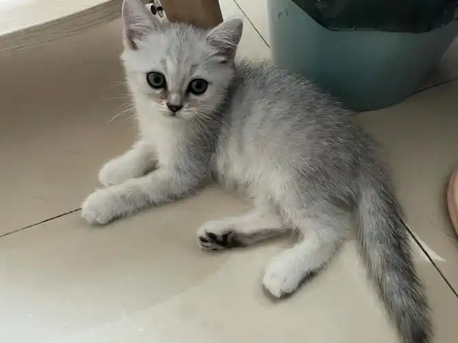 我是一个养猫小白 大家可以帮我瞅瞅小92品相怎么样吗?