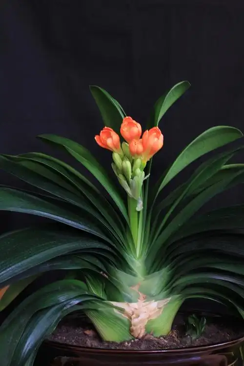 君子兰花下面的支托俗称"箭",生于花叶之间.