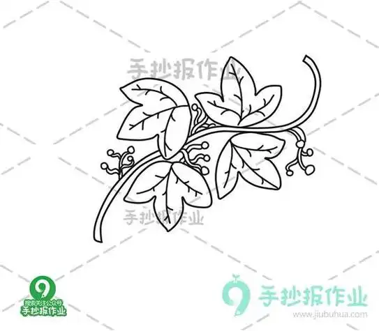 爬山虎的脚简笔画