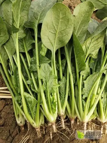 供应香河李庄大棚精品菠菜