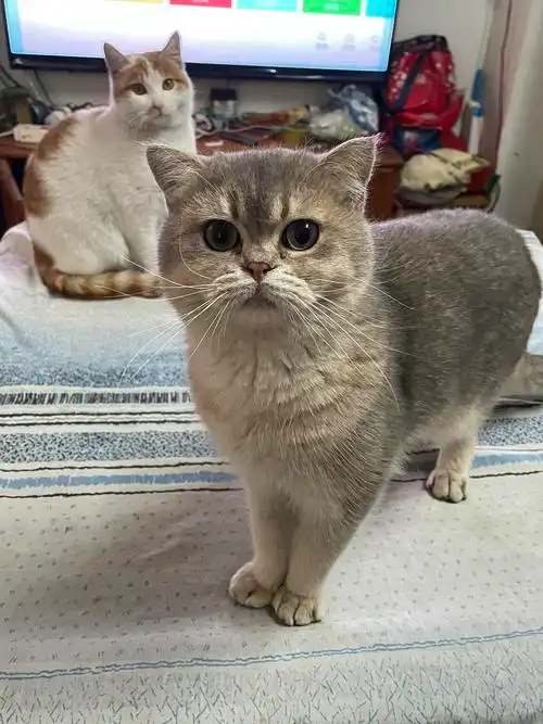 【讨论】组里有养金渐层公猫的吗,体重是多少,我家的才七斤,是不是太