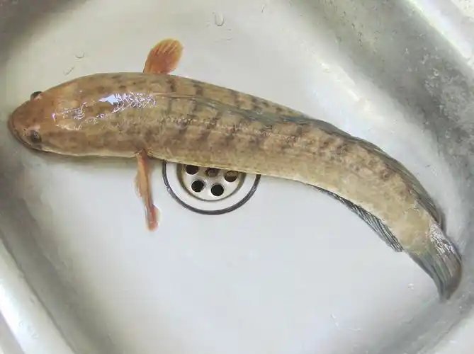 乌鳢鱼(乌鳢鱼怎么做好吃)