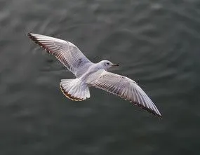 河的海鸥正在空中飞翔的白天鹅空中飞翔的白天鹅空中飞翔的鸟飞翔的鸟