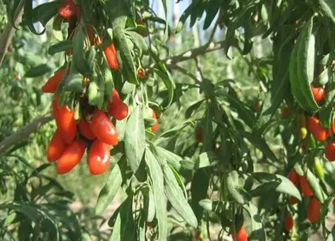 枸杞树长什么样子形状特点及图片