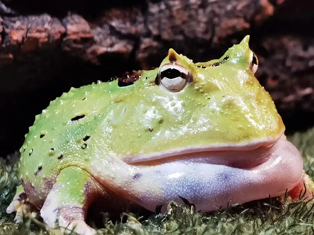 给大家看看我家的角蛙.现在家里一共有四只蛙       绿色 - 抖音
