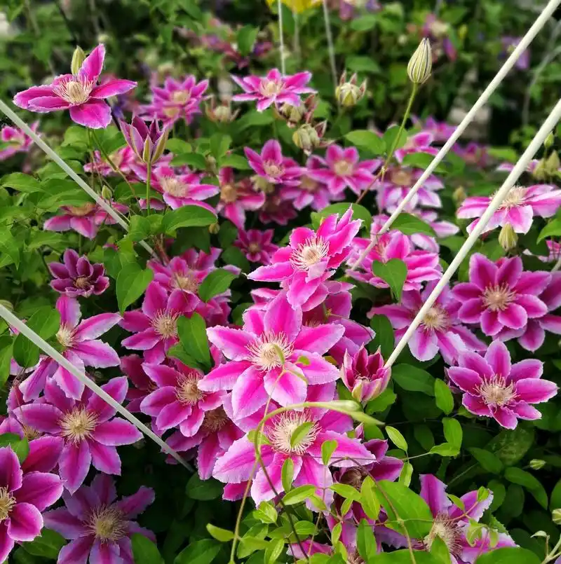 不要错过的7大铁线莲品种美到无法形容开花自带美颜功能