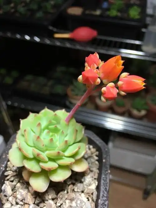 多肉植物开花是有多么的好看分享给大家欣赏