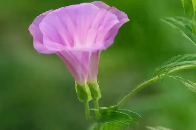 红色喇叭花一一又名牵牛花,系旋花科牵牛属一年生缠绕草本.