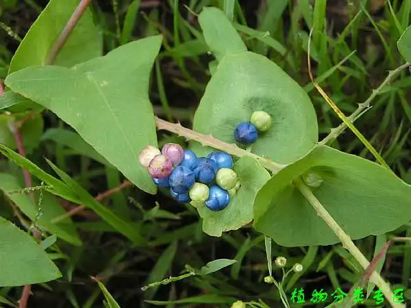 中药蛇不过又叫扛枝归是什么样子