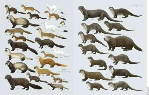 为了挽救这种萌物,人们不得不杀死另一种