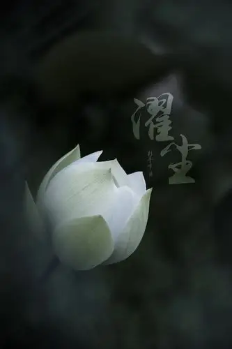 出淤泥而不染,濯清涟而不妖!荷花习作