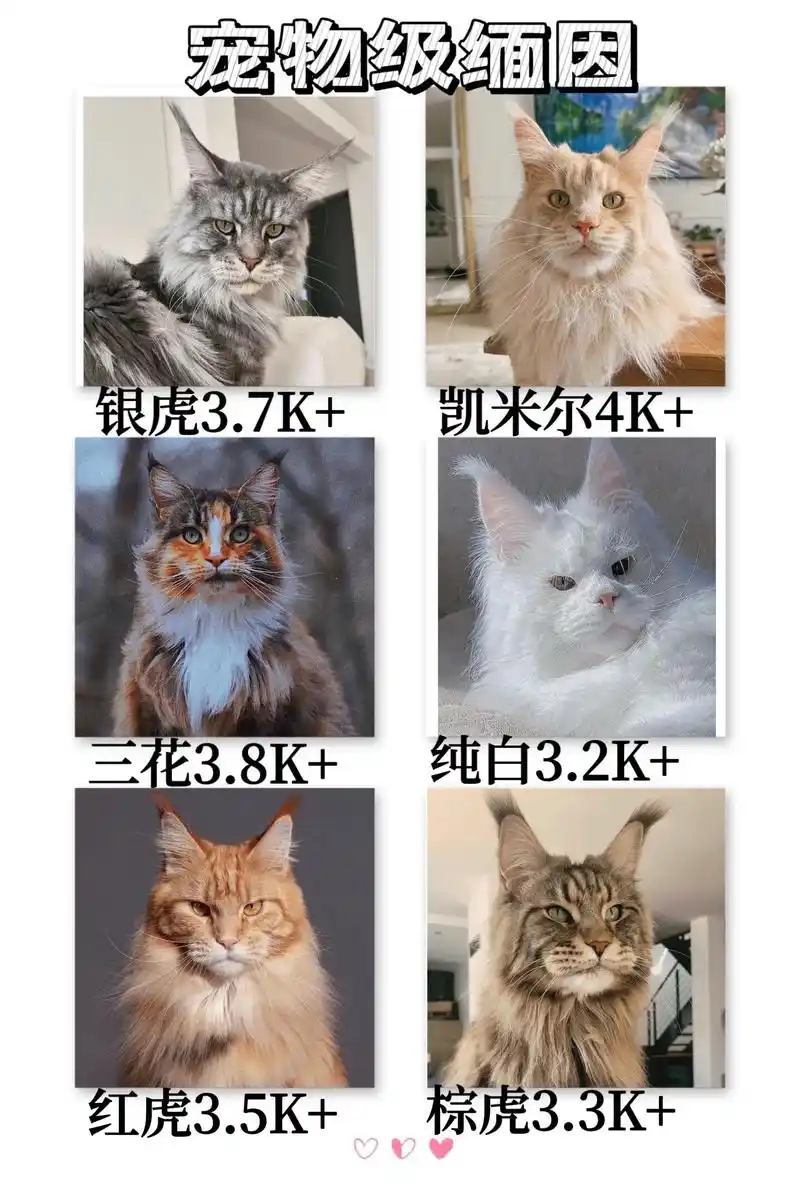 缅因猫价格盘点.