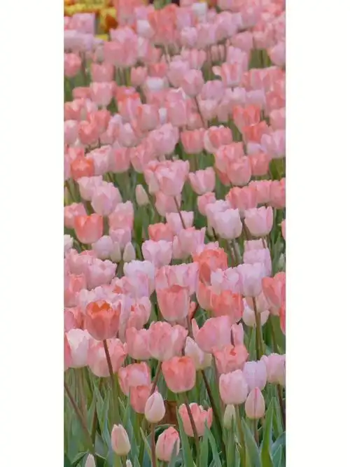 郁金香壁纸朋友圈朋友圈背景图