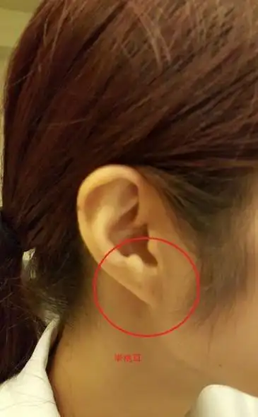耳朵像桃子剖半的形状一样无耳珠且成尖型就是半桃耳,有半桃耳的女性