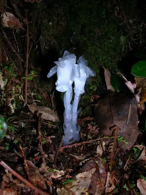 难得一见山中精灵水晶兰转帖