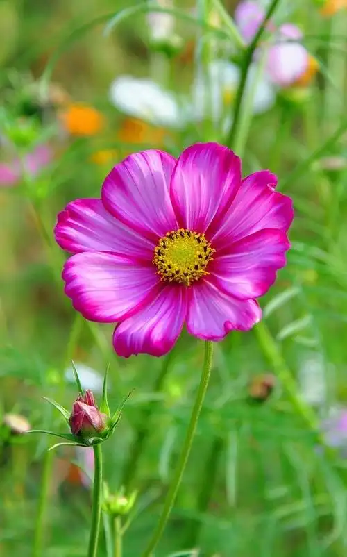 格桑花 - 搜狗百科