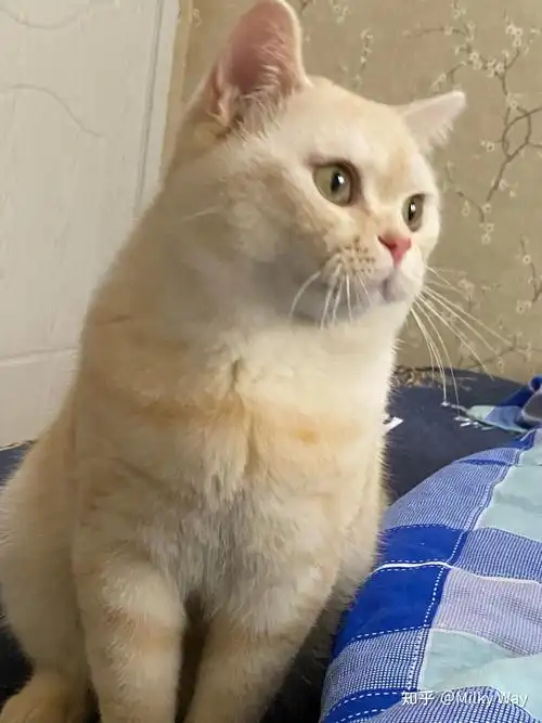 想要一只凯米尔色英短可以在哪买? - 知乎